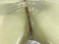 �G�|�L�V EPS �I���t�B�� 1_3